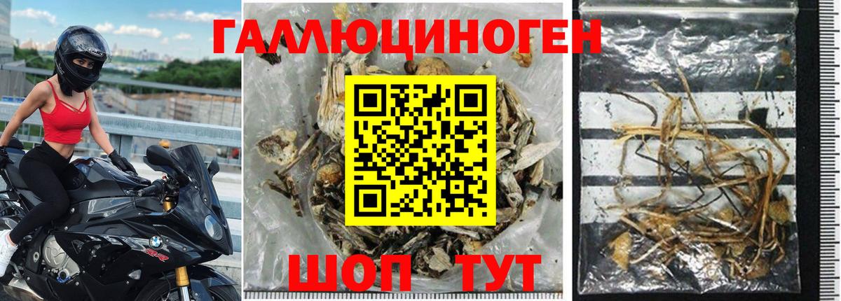 Псилоцибиновые грибы Psilocybe Озёрск
